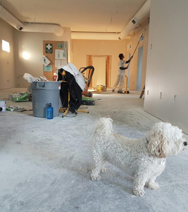 pexels-cal-david-231581-735319